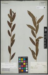 Foto von Salix purpurea L. x Salix viminalis L.